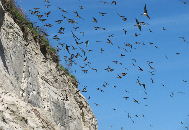 Bank Swallows